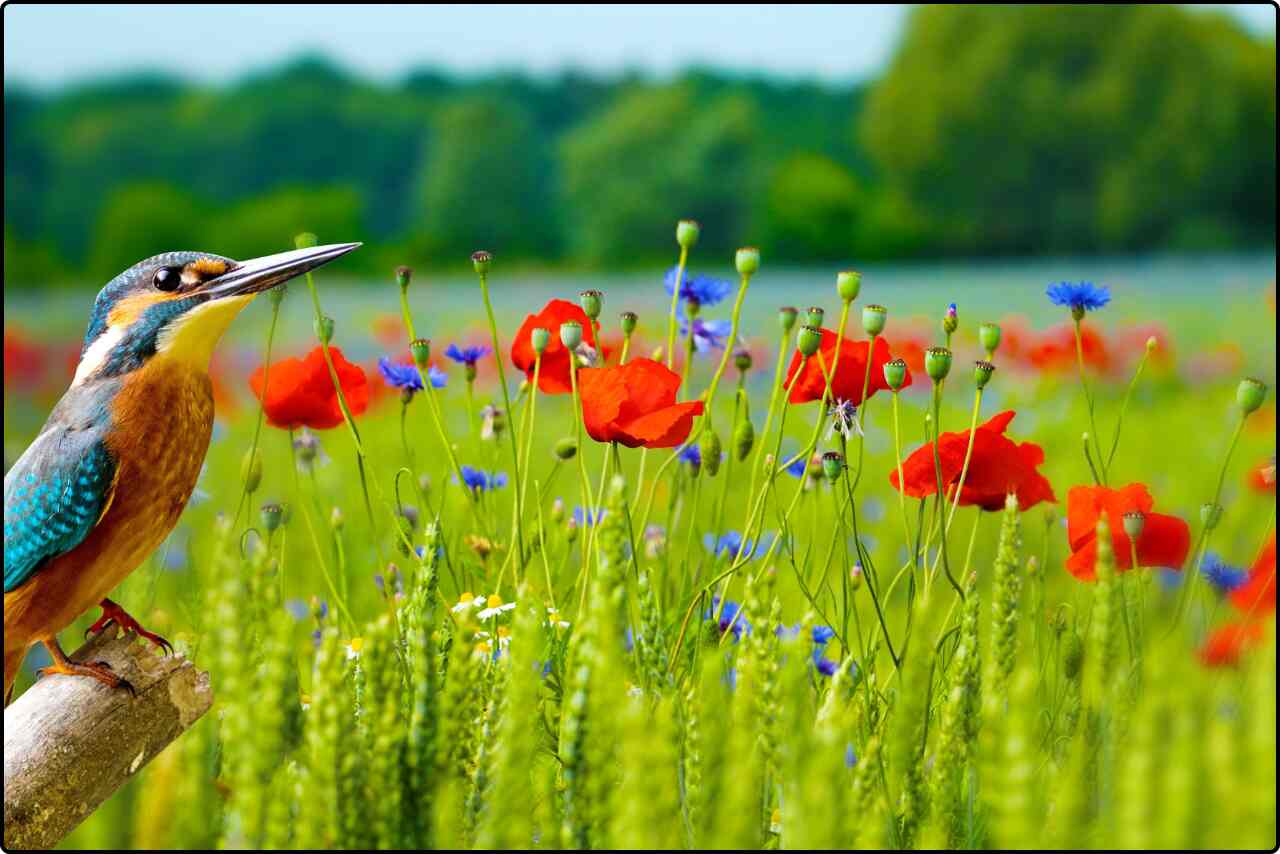 Hummingbird hovering near a vibrant red flower, wings blurred in motion.